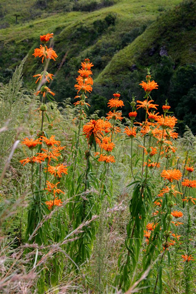 Leonotis leonurus (L.) R.Br., Monk's Cowl area, Natal Drakensberg, South Africa