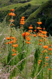 Leonotis leonurus (L.) R.Br., Monk's Cowl area, Natal Drakensberg, South Africa photo