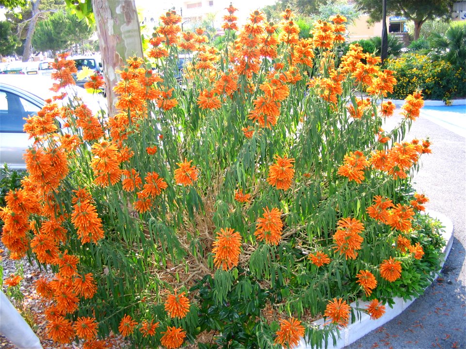 Queue de lion, Leonotis leonurus (famille des Lamiaceae), port de Bormes-les-Mimosas - La Favière