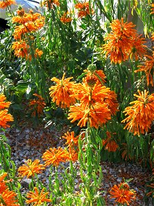 Queue de lion, Leonotis leonurus (famille des Lamiaceae). Port de Bormes-les-Mimosas - La Favière photo