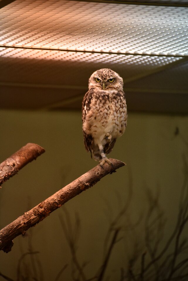 Animal plumage raptor