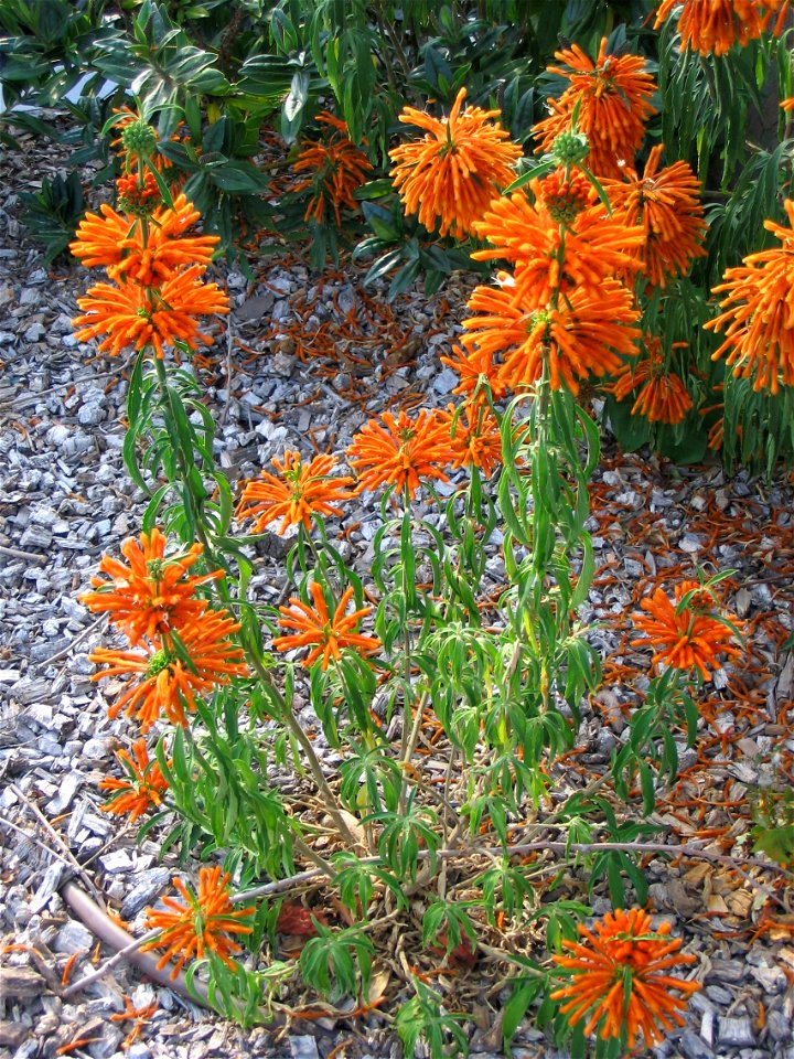 Queue de lion, Leonotis leonurus (famille des Lamiaceae). Port de Bormes-les-Mimosas - La Favière
