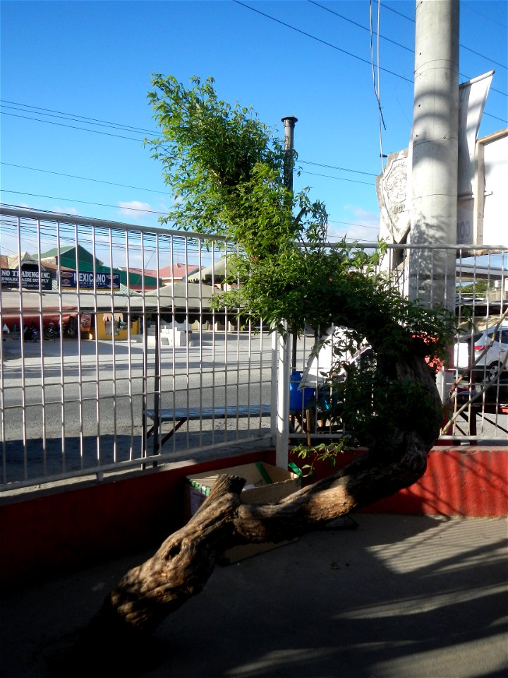 A bug, insect feasting upon a very rare Old Vitex negundo - commonly known as the five-leaved chaste tree, is a large aromatic shrub known as Lagundi found, throughout the Philippines in the Barangay 