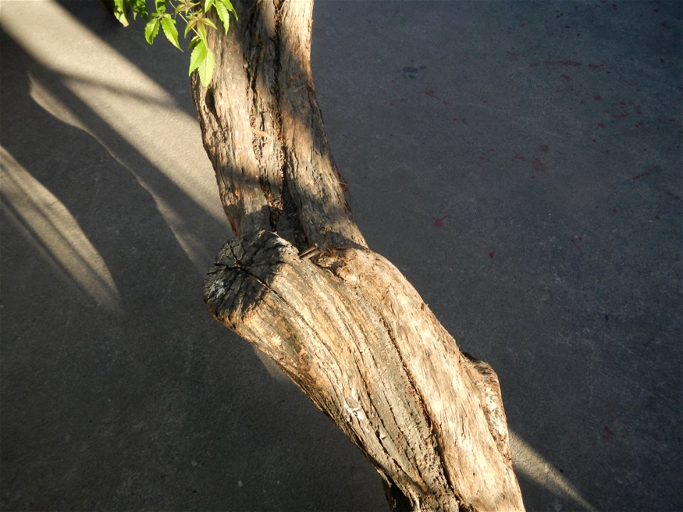 A bug, insect feasting upon a very rare Old Vitex negundo - commonly known as the five-leaved chaste tree, is a large aromatic shrub known as Lagundi found, throughout the Philippines in the Barangay 