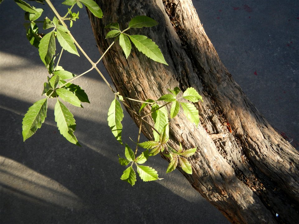 A bug, insect feasting upon a very rare Old Vitex negundo - commonly known as the five-leaved chaste tree, is a large aromatic shrub known as Lagundi found, throughout the Philippines in the Barangay 