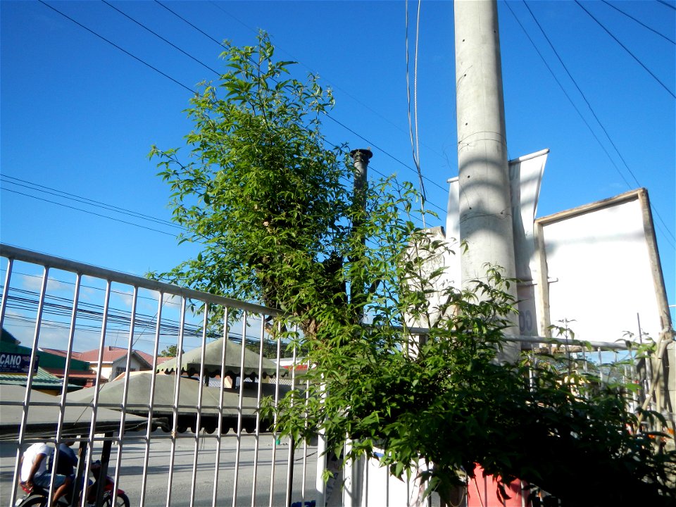 A bug, insect feasting upon a very rare Old Vitex negundo - commonly known as the five-leaved chaste tree, is a large aromatic shrub known as Lagundi found, throughout the Philippines in the Barangay 