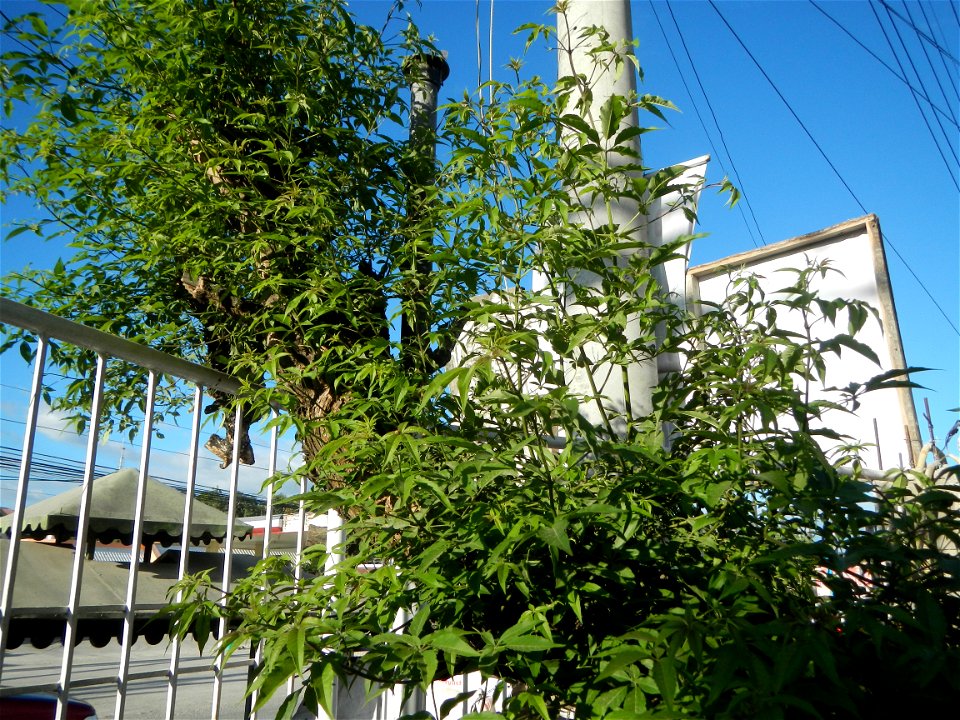A bug, insect feasting upon a very rare Old Vitex negundo - commonly known as the five-leaved chaste tree, is a large aromatic shrub known as Lagundi found, throughout the Philippines in the Barangay 
