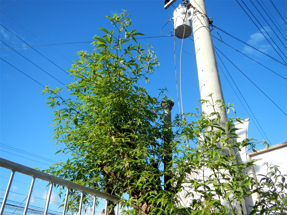 A bug, insect feasting upon a very rare Old Vitex negundo - commonly known as the five-leaved chaste tree, is a large aromatic shrub known as Lagundi found, throughout the Philippines in the Barangay 