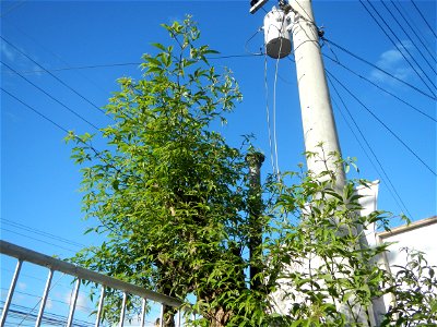A bug, insect feasting upon a very rare Old Vitex negundo - commonly known as the five-leaved chaste tree, is a large aromatic shrub known as Lagundi found, throughout the Philippines in the Barangay 