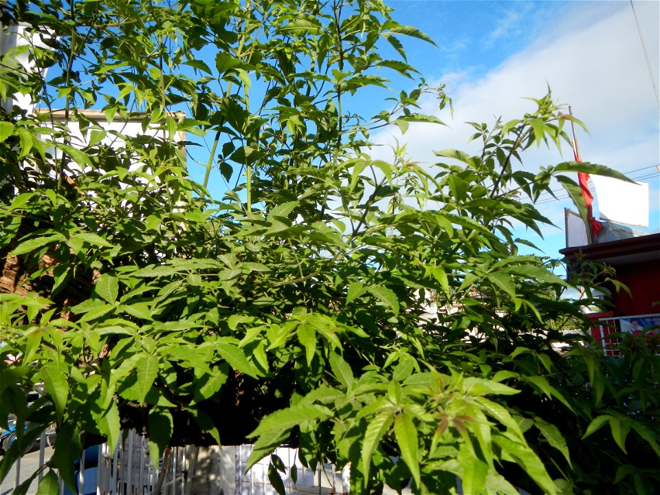 A bug, insect feasting upon a very rare Old Vitex negundo - commonly known as the five-leaved chaste tree, is a large aromatic shrub known as Lagundi found, throughout the Philippines in the Barangay 