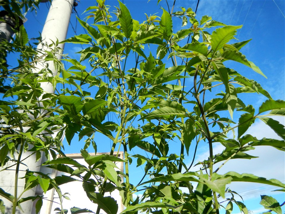 A bug, insect feasting upon a very rare Old Vitex negundo - commonly known as the five-leaved chaste tree, is a large aromatic shrub known as Lagundi found, throughout the Philippines in the Barangay 