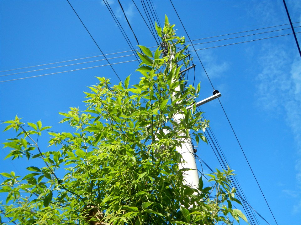 A bug, insect feasting upon a very rare Old Vitex negundo - commonly known as the five-leaved chaste tree, is a large aromatic shrub known as Lagundi found, throughout the Philippines in the Barangay 
