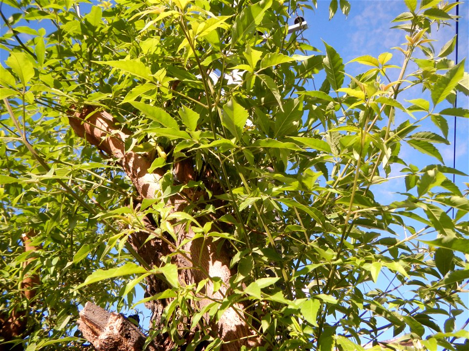 A bug, insect feasting upon a very rare Old Vitex negundo - commonly known as the five-leaved chaste tree, is a large aromatic shrub known as Lagundi found, throughout the Philippines in the Barangay 