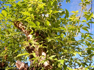 A bug, insect feasting upon a very rare Old Vitex negundo - commonly known as the five-leaved chaste tree, is a large aromatic shrub known as Lagundi found, throughout the Philippines in the Barangay 