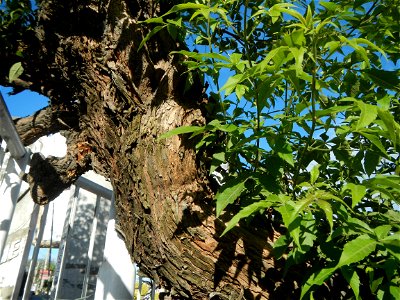 A bug, insect feasting upon a very rare Old Vitex negundo - commonly known as the five-leaved chaste tree, is a large aromatic shrub known as Lagundi found, throughout the Philippines in the Barangay 
