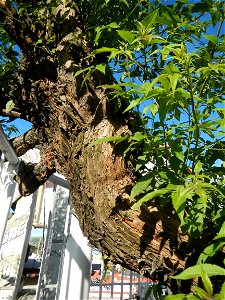 A bug, insect feasting upon a very rare Old Vitex negundo - commonly known as the five-leaved chaste tree, is a large aromatic shrub known as Lagundi found, throughout the Philippines in the Barangay 