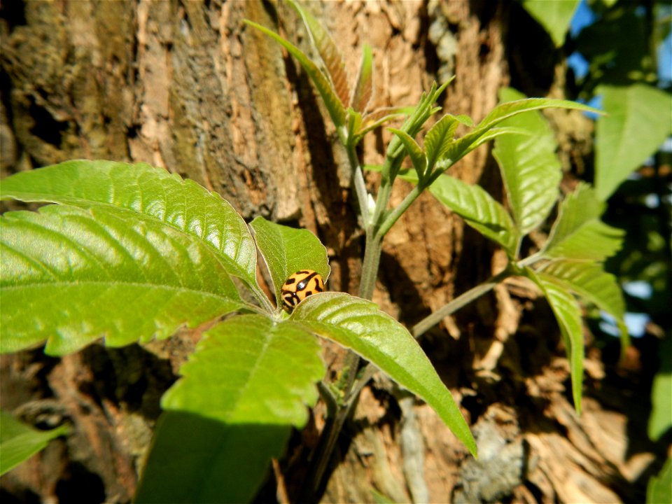 A bug, insect feasting upon a very rare Old Vitex negundo - commonly known as the five-leaved chaste tree, is a large aromatic shrub known as Lagundi found, throughout the Philippines in the Barangay 