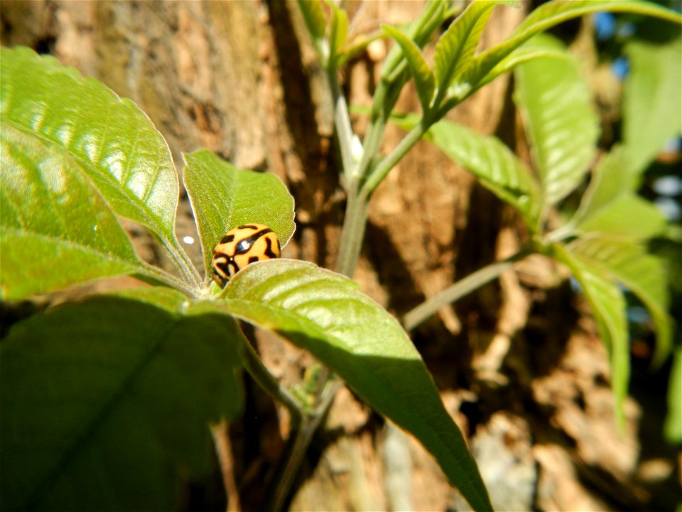 A bug, insect feasting upon a very rare Old Vitex negundo - commonly known as the five-leaved chaste tree, is a large aromatic shrub known as Lagundi found, throughout the Philippines in the Barangay 