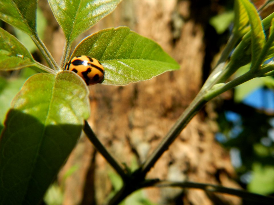 A bug, insect feasting upon a very rare Old Vitex negundo - commonly known as the five-leaved chaste tree, is a large aromatic shrub known as Lagundi found, throughout the Philippines in the Barangay 