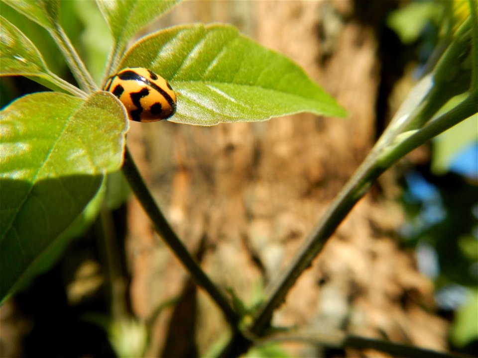 A bug, insect feasting upon a very rare Old Vitex negundo - commonly known as the five-leaved chaste tree, is a large aromatic shrub known as Lagundi found, throughout the Philippines in the Barangay 