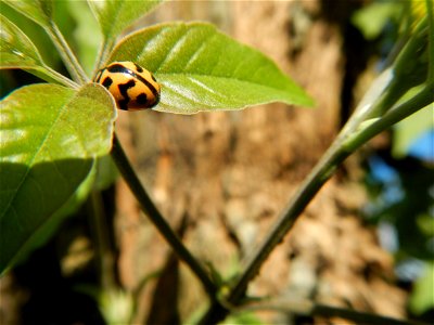 A bug, insect feasting upon a very rare Old Vitex negundo - commonly known as the five-leaved chaste tree, is a large aromatic shrub known as Lagundi found, throughout the Philippines in the Barangay 