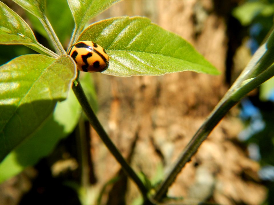 A bug, insect feasting upon a very rare Old Vitex negundo - commonly known as the five-leaved chaste tree, is a large aromatic shrub known as Lagundi found, throughout the Philippines in the Barangay 