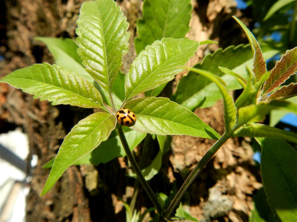 A bug, insect feasting upon a very rare Old Vitex negundo - commonly known as the five-leaved chaste tree, is a large aromatic shrub known as Lagundi found, throughout the Philippines in the Barangay 