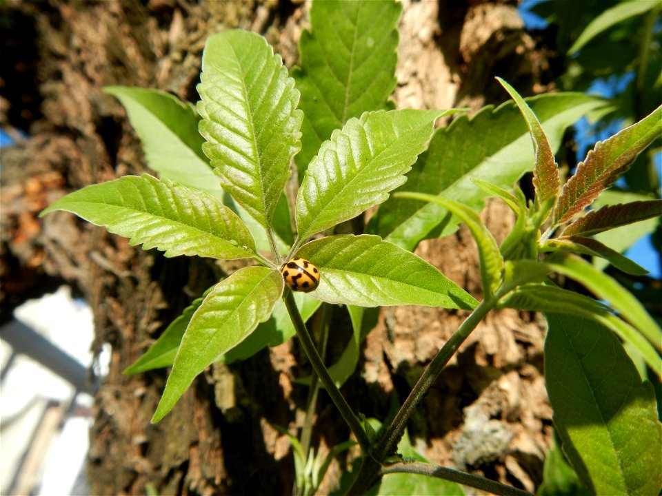 A bug, insect feasting upon a very rare Old Vitex negundo - commonly known as the five-leaved chaste tree, is a large aromatic shrub known as Lagundi found, throughout the Philippines in the Barangay 