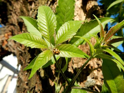 A bug, insect feasting upon a very rare Old Vitex negundo - commonly known as the five-leaved chaste tree, is a large aromatic shrub known as Lagundi found, throughout the Philippines in the Barangay 