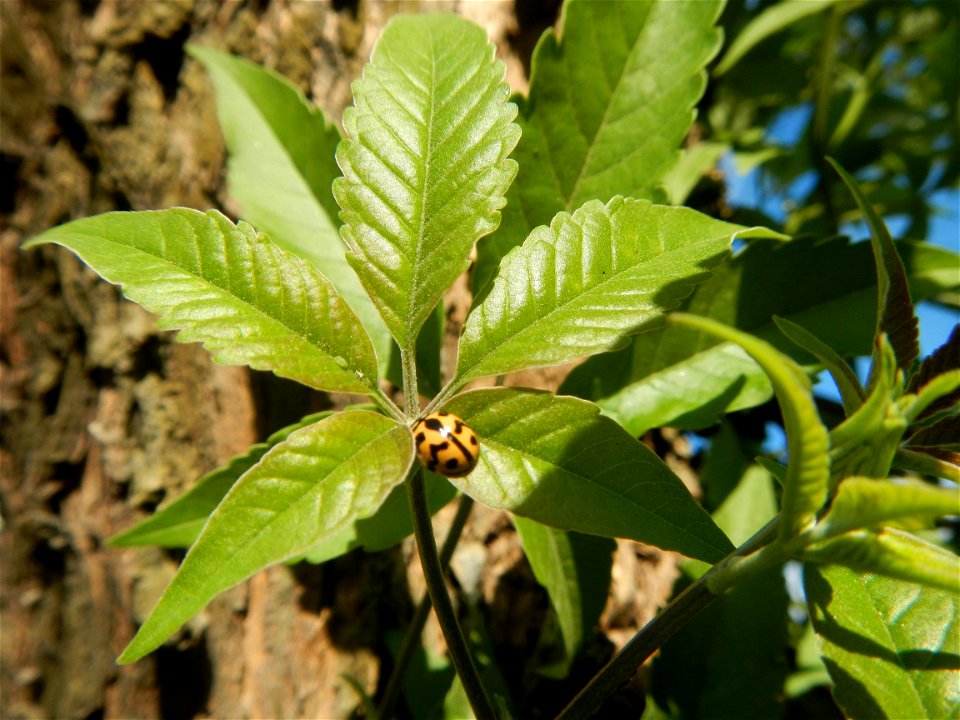 A bug, insect feasting upon a very rare Old Vitex negundo - commonly known as the five-leaved chaste tree, is a large aromatic shrub known as Lagundi found, throughout the Philippines in the Barangay 