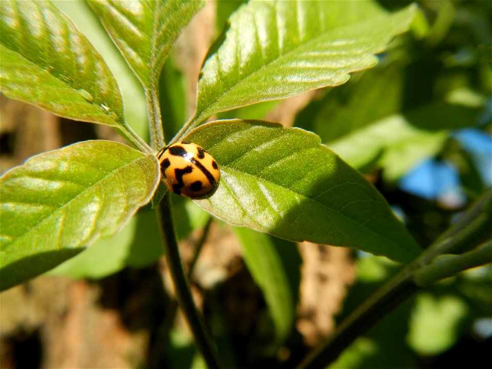 A bug, insect feasting upon a very rare Old Vitex negundo - commonly known as the five-leaved chaste tree, is a large aromatic shrub known as Lagundi found, throughout the Philippines in the Barangay 
