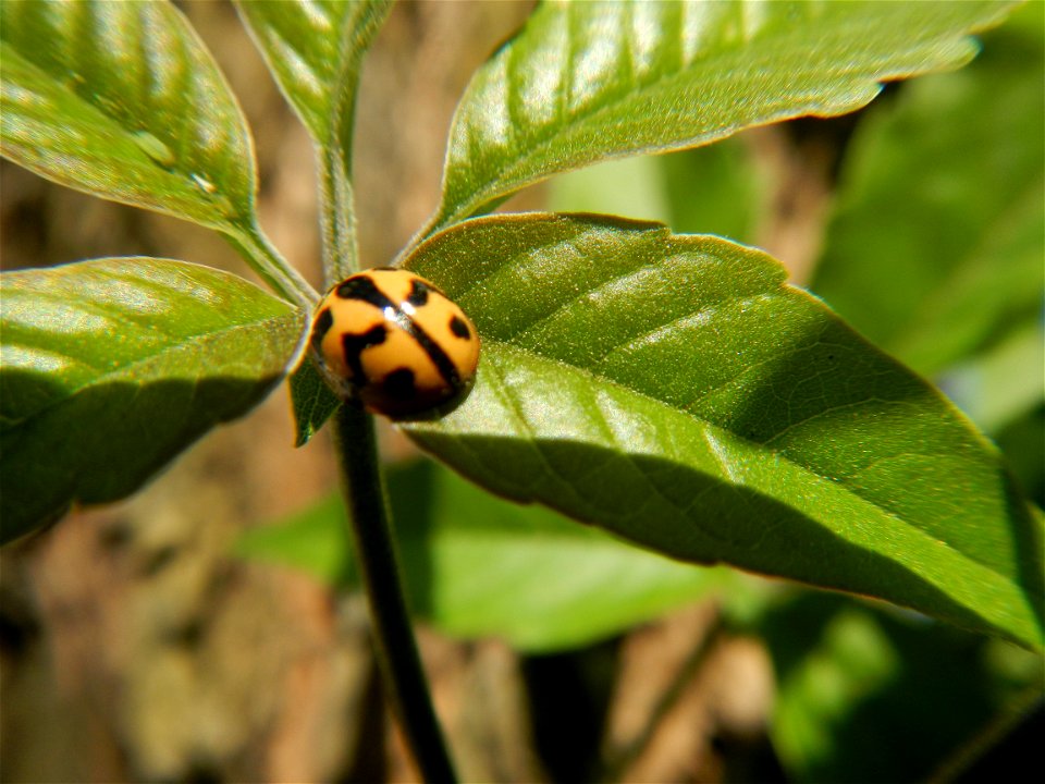 A bug, insect feasting upon a very rare Old Vitex negundo - commonly known as the five-leaved chaste tree, is a large aromatic shrub known as Lagundi found, throughout the Philippines in the Barangay 