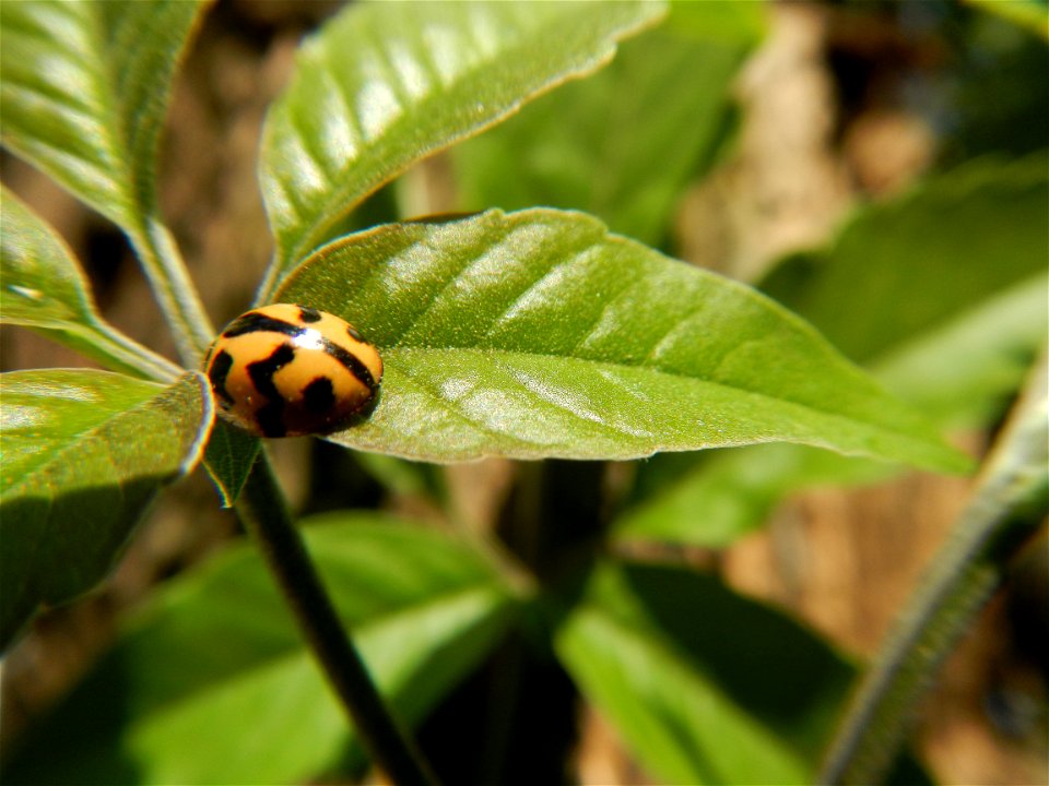 A bug, insect feasting upon a very rare Old Vitex negundo - commonly known as the five-leaved chaste tree, is a large aromatic shrub known as Lagundi found, throughout the Philippines in the Barangay 