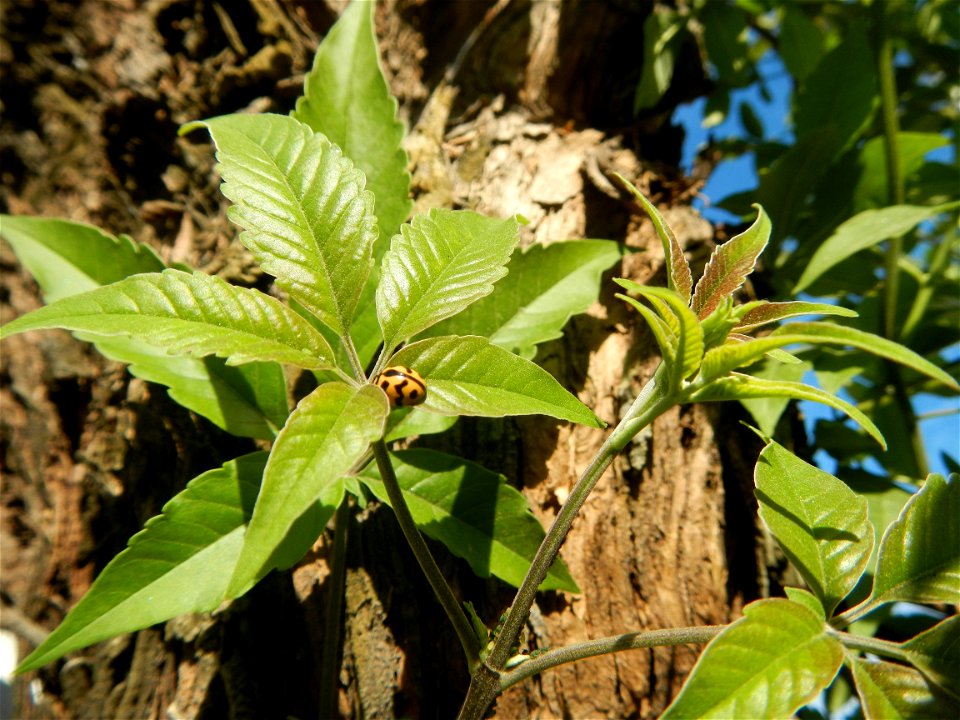 A bug, insect feasting upon a very rare Old Vitex negundo - commonly known as the five-leaved chaste tree, is a large aromatic shrub known as Lagundi found, throughout the Philippines in the Barangay 