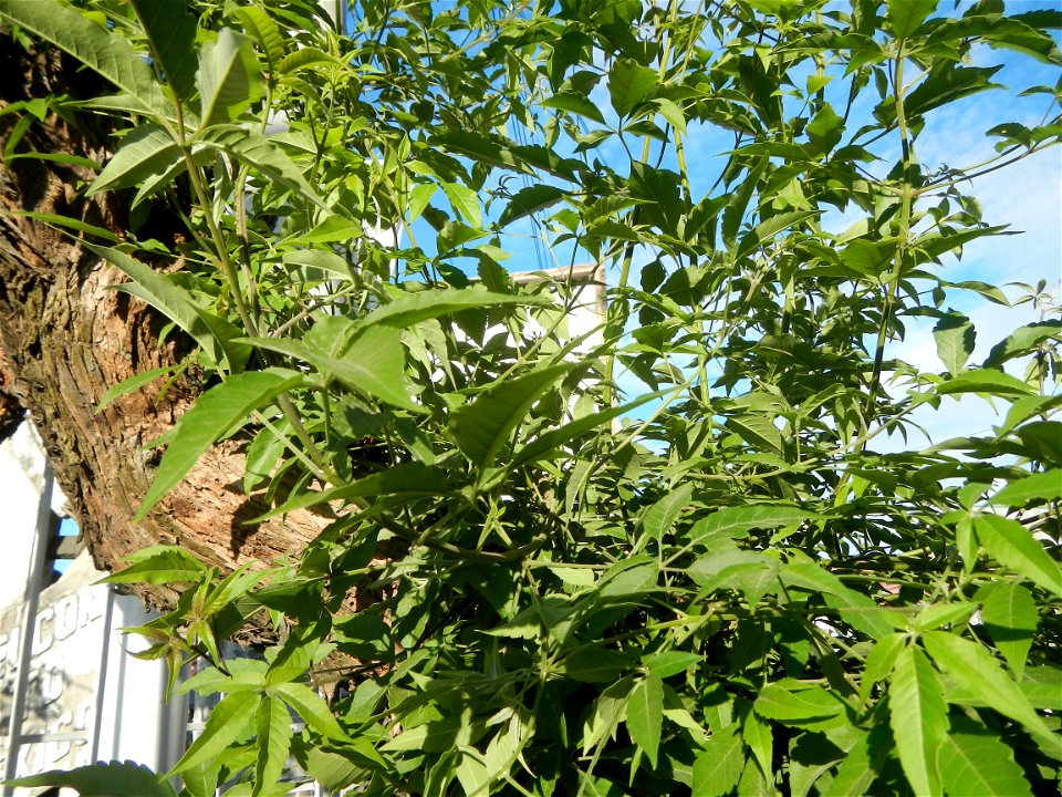 A bug, insect feasting upon a very rare Old Vitex negundo - commonly known as the five-leaved chaste tree, is a large aromatic shrub known as Lagundi found, throughout the Philippines in the Barangay 