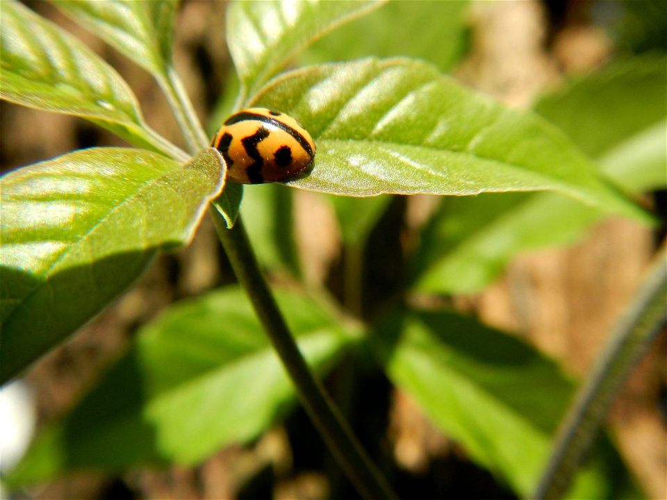 A bug, insect feasting upon a very rare Old Vitex negundo - commonly known as the five-leaved chaste tree, is a large aromatic shrub known as Lagundi found, throughout the Philippines in the Barangay 