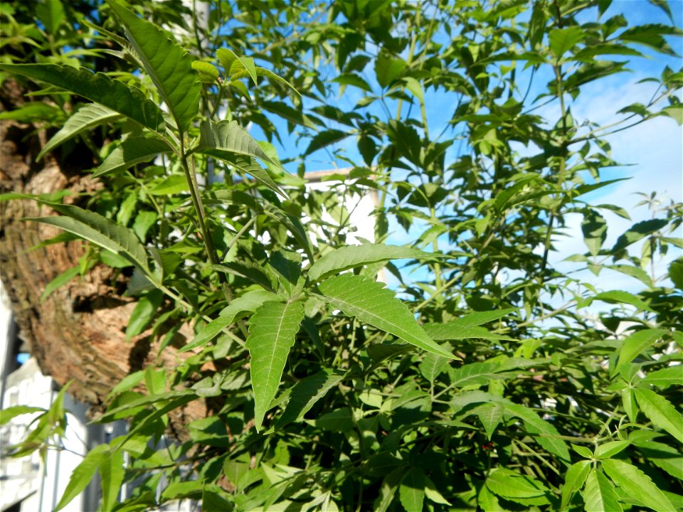 A bug, insect feasting upon a very rare Old Vitex negundo - commonly known as the five-leaved chaste tree, is a large aromatic shrub known as Lagundi found, throughout the Philippines in the Barangay 