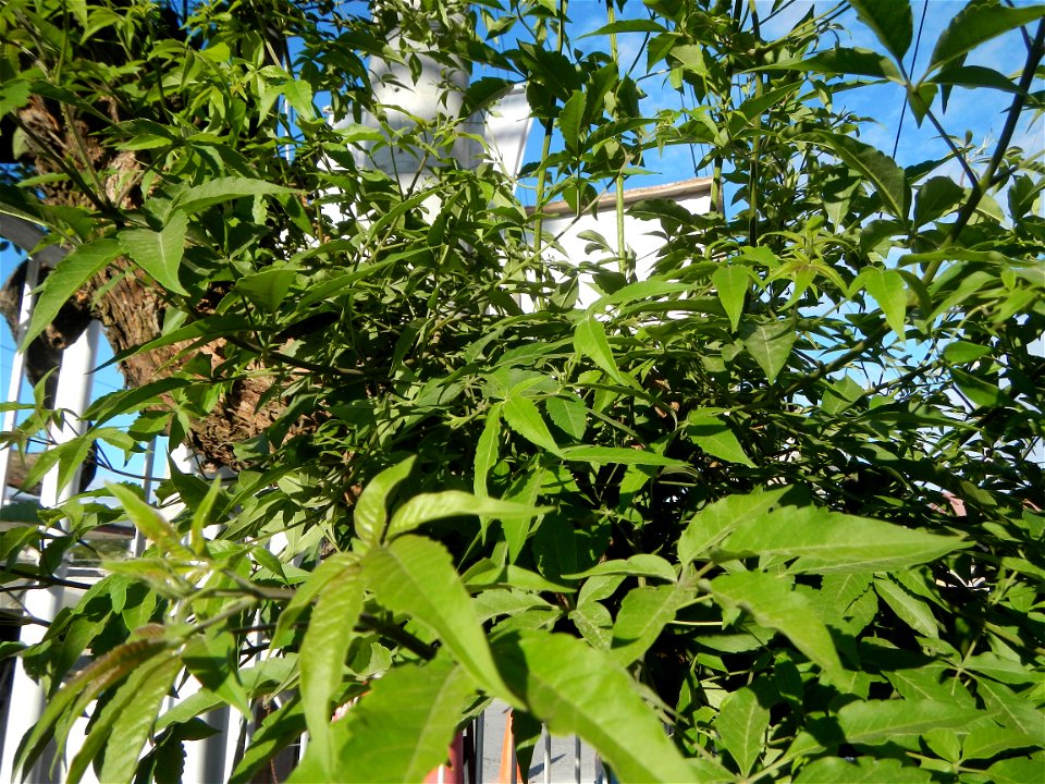A bug, insect feasting upon a very rare Old Vitex negundo - commonly known as the five-leaved chaste tree, is a large aromatic shrub known as Lagundi found, throughout the Philippines in the Barangay 