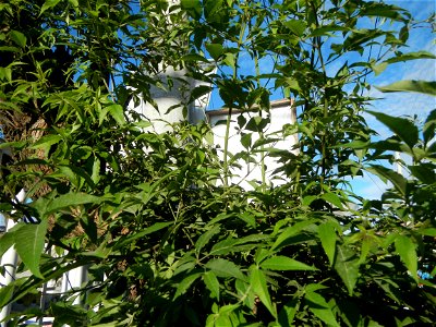 A bug, insect feasting upon a very rare Old Vitex negundo - commonly known as the five-leaved chaste tree, is a large aromatic shrub known as Lagundi found, throughout the Philippines in the Barangay 