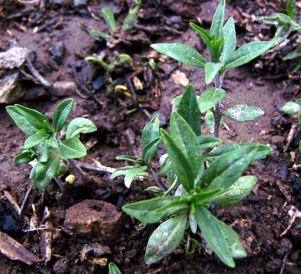Satureja hortensis ,young plants, cultivated, Castelltallat, Catalonia