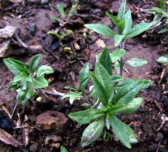 Satureja hortensis ,young plants, cultivated, Castelltallat, Catalonia