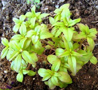 Summer savory young plant, Satureja hortensis, Castelltallat, Catalonia
