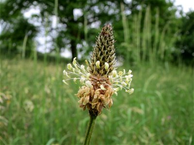 Spitzwegerich (Plantago lanceolata) im Naturschutzgebiet „Oftersheimer Dünen“ (Teilgebiet „Am Golfplatz“)