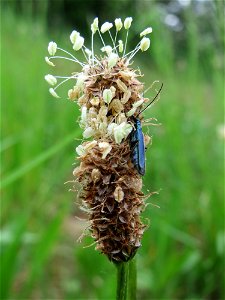 Spitzwegerich (Plantago lanceolata) im Naturschutzgebiet „Oftersheimer Dünen“ (Teilgebiet „Am Golfplatz“)