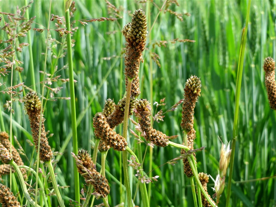 Krummgewachsener Spitzwegerich (Plantago lanceolata) bei Hockenheim