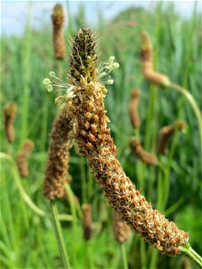 Krummgewachsener Spitzwegerich (Plantago lanceolata) bei Hockenheim