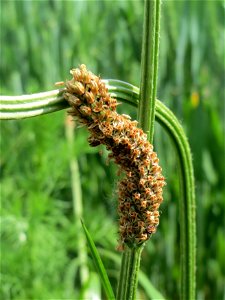Krummgewachsener Spitzwegerich (Plantago lanceolata) bei Hockenheim