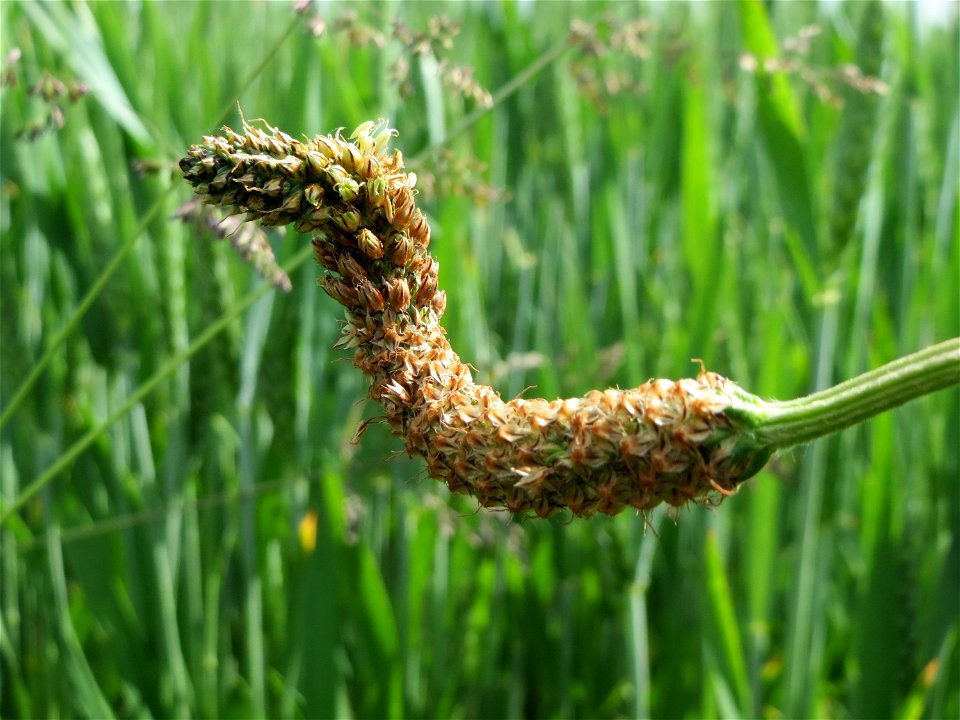 Krummgewachsener Spitzwegerich (Plantago lanceolata) bei Hockenheim