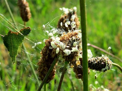 Spitzwegerich (Plantago lanceolata) in Hockenheim