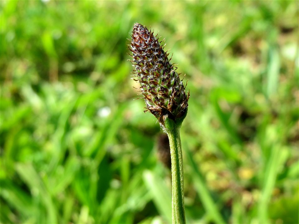 Spitzwegerich (Plantago lanceolata) im Neuenheimer Feld in Heidelberg
